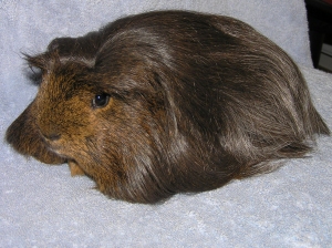SCH Cavatina's Boléro