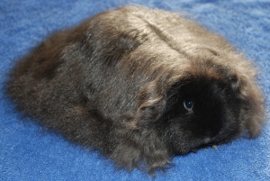 Cavy Cats Kythira