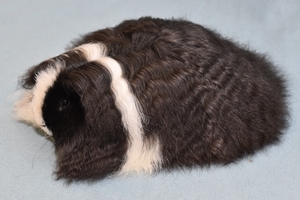 Nightmare's Lorcan