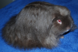 Cavy Cats Purple Rain
