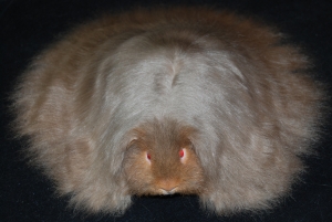 Cavy Cats Favourite Worst Nightmare