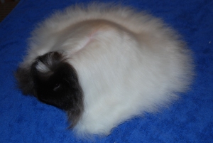 SCH Cavy Cats U.F.O